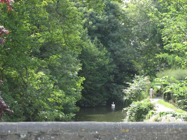 Lon0806 salis river swan